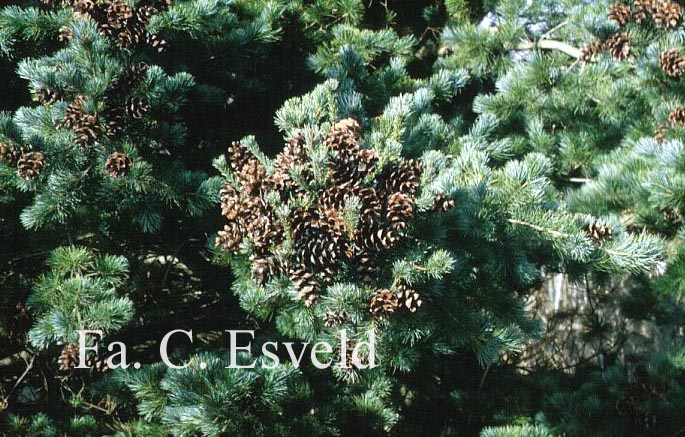 Pinus parviflora 'Gimborn's Ideal'
