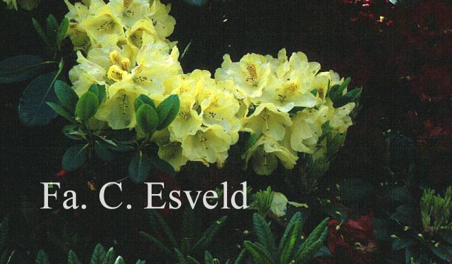 Rhododendron 'Goldkrone'