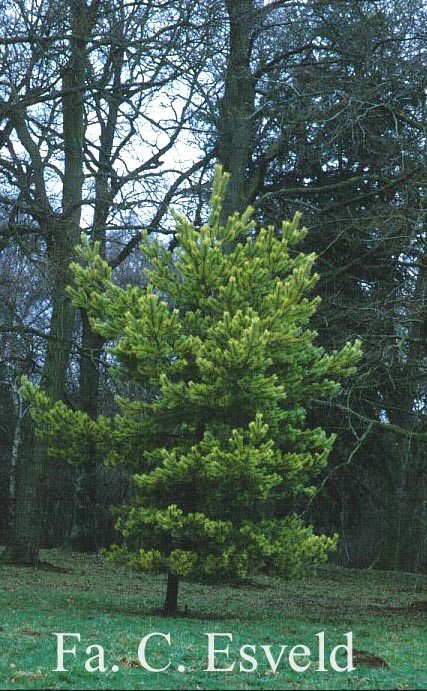 Pinus sylvestris 'Aurea'