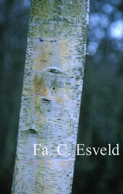 Betula maximowicziana