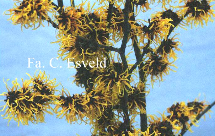 Hamamelis intermedia 'Orange Beauty'