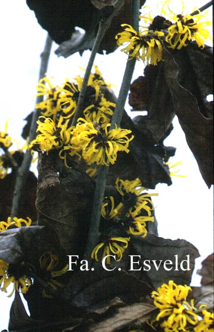 Hamamelis 'Doerak'