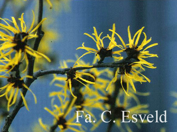 Hamamelis mollis 'Goldcrest'