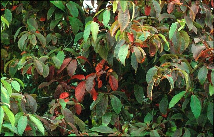 Nyssa sinensis