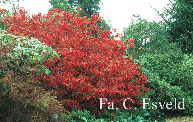 Euonymus alatus