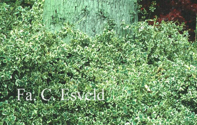 Euonymus fortunei 'Emerald Gaiety'