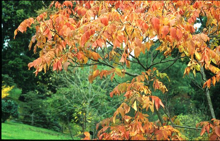 Rhus chinensis