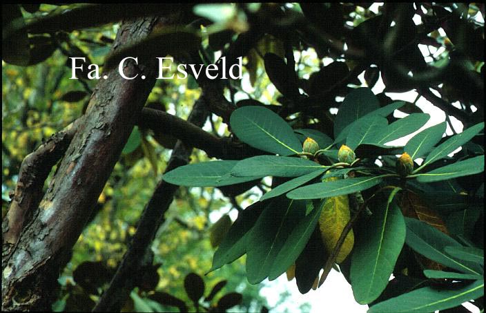 Rhododendron falconeri