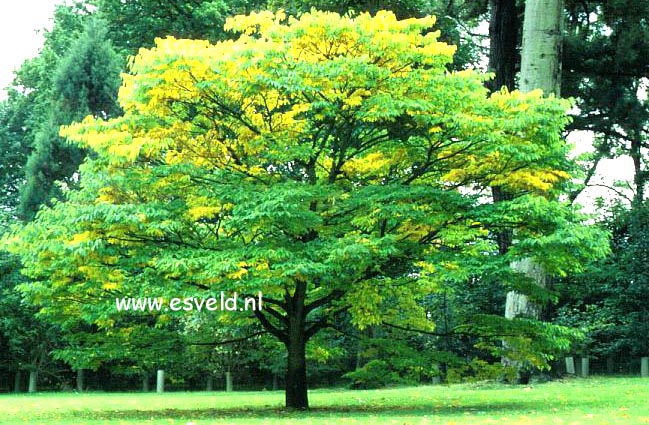 Zelkova serrata