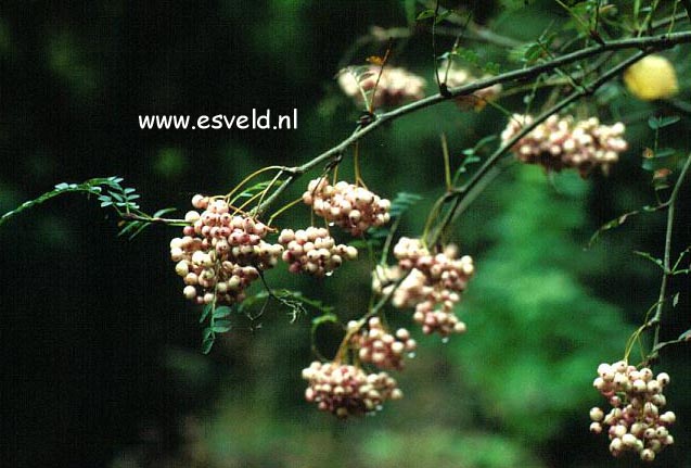 Sorbus multijuga