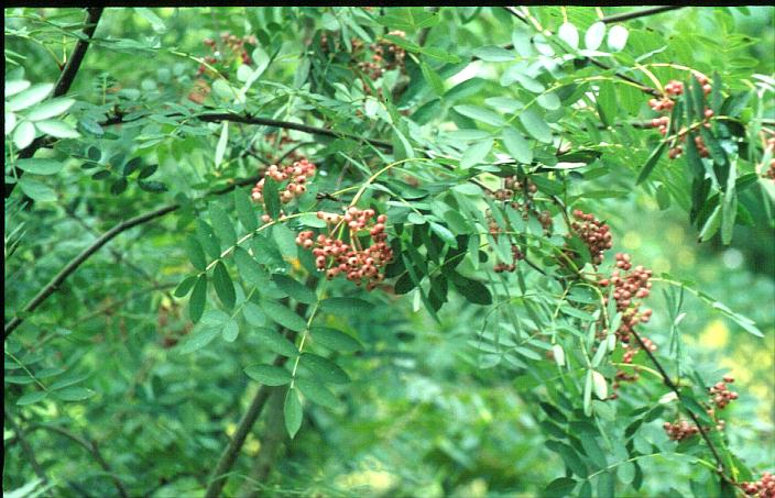 Sorbus oligodonta