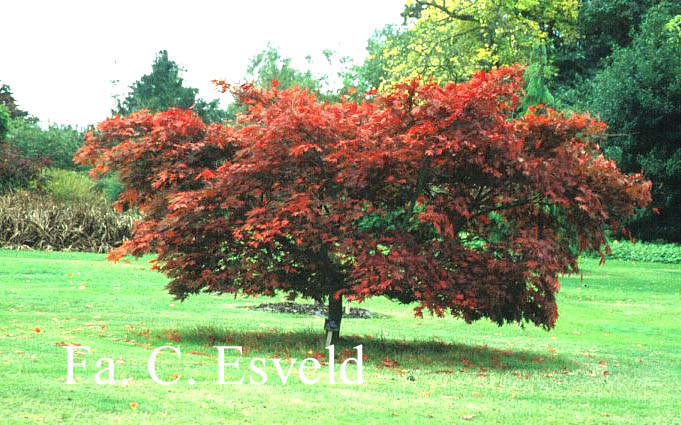 Acer palmatum 'Chitose yama'