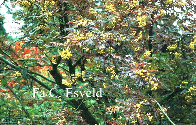 Sorbus 'Joseph Rock'