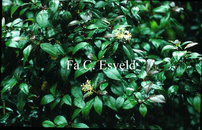 Viburnum atrocyaneum