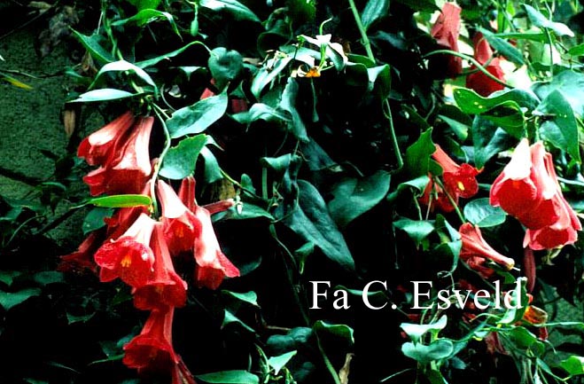 Lapageria rosea