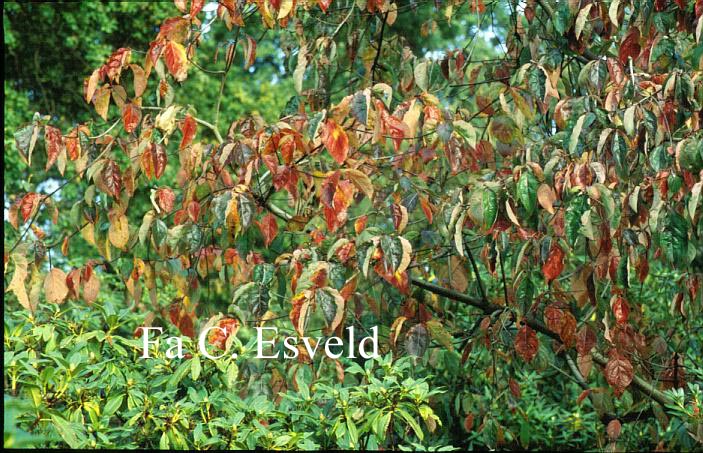 Cornus nuttallii 'Ascona'