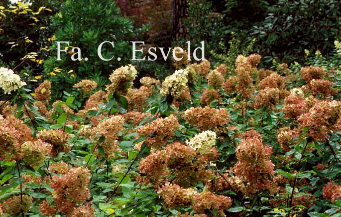 Hydrangea paniculata 'Unique'