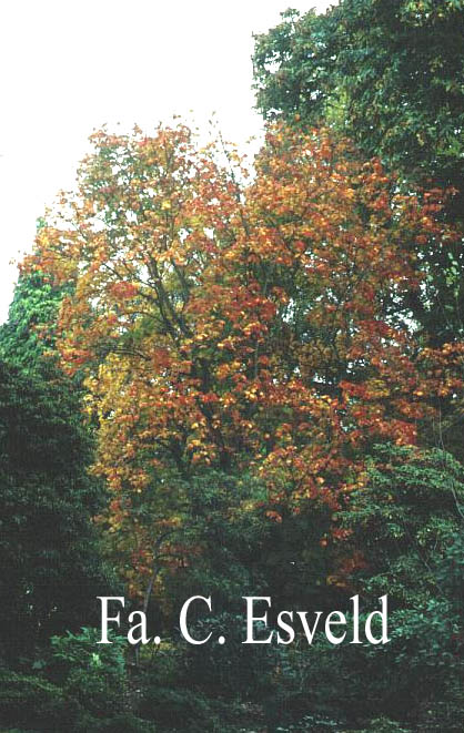 Acer japonicum 'Vitifolium'