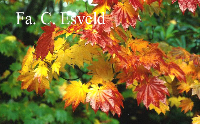 Acer japonicum 'Vitifolium'