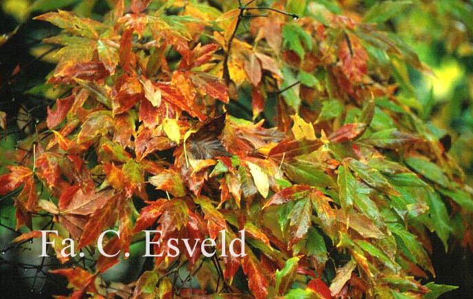 Acer triflorum