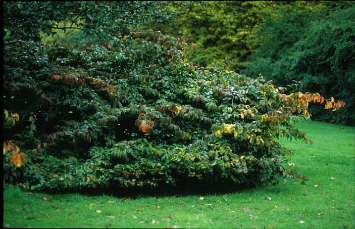 Parrotia persica 'Pendula'