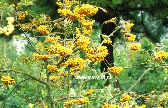 Sorbus 'Sunshine'