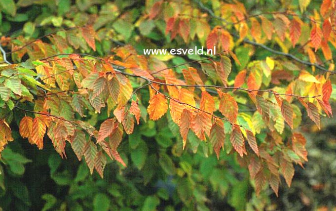 Carpinus laxiflora