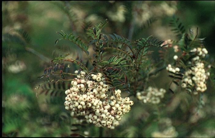 Sorbus pseudovilmorinii