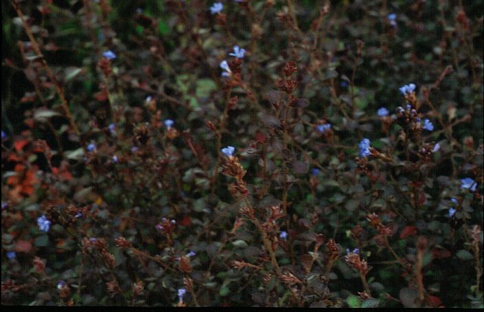 Ceratostigma griffithii