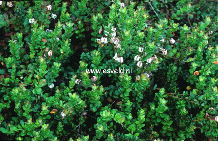 Plantentuin Esveld