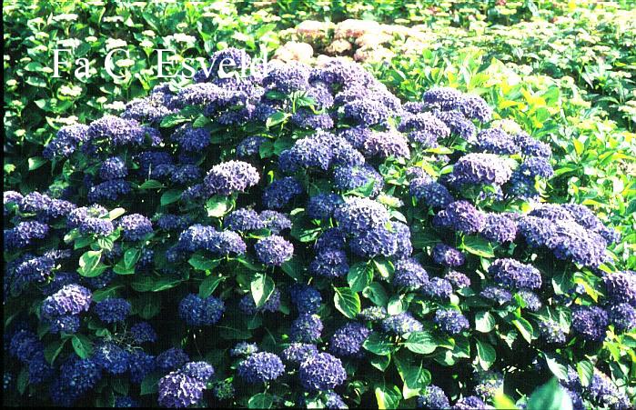 Hydrangea macrophylla 'Blauer Zwerg' (LAVBLAA)