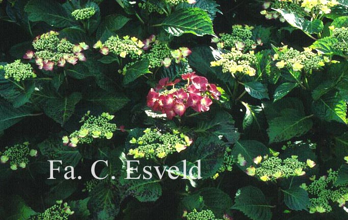 Hydrangea macrophylla 'Geoffrey Chadbund'