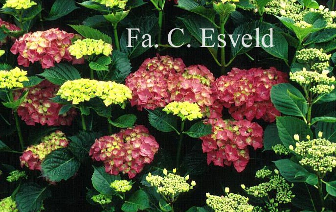 Hydrangea macrophylla 'Masja'