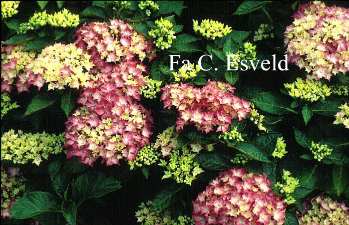 Hydrangea macrophylla 'Pia'