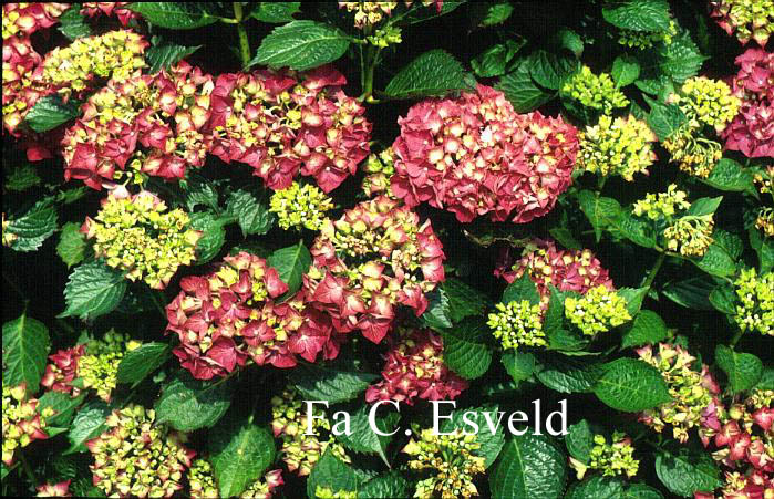 Hydrangea macrophylla 'Glowing Embers'