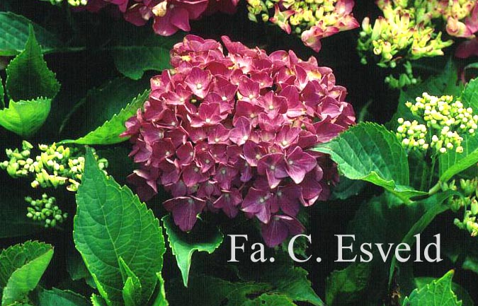 Hydrangea macrophylla 'Liebegg'