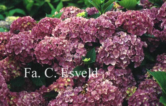 Hydrangea macrophylla 'Wildenstein'