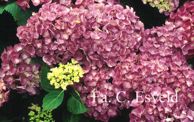 Hydrangea macrophylla 'Wildenstein'