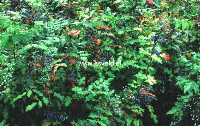 Mahonia japonica