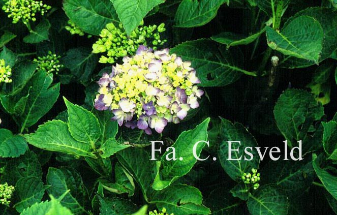 Hydrangea macrophylla 'Mathilde Guetges'