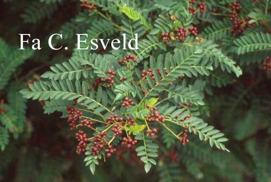 Sorbus camgshanensis