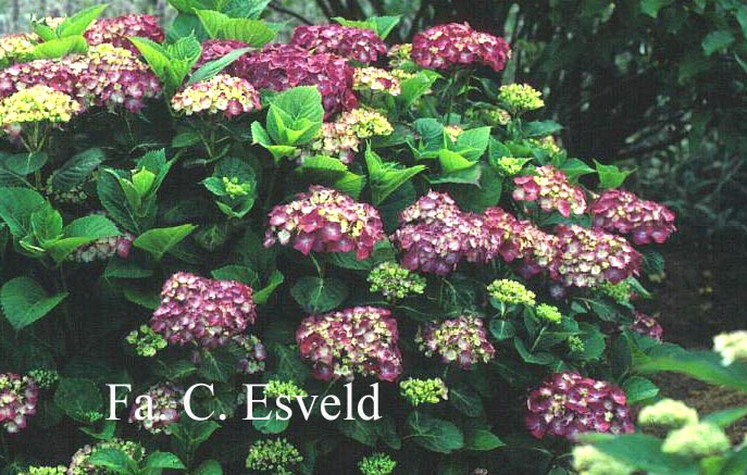 Hydrangea macrophylla 'Mme. G.J. Bier'