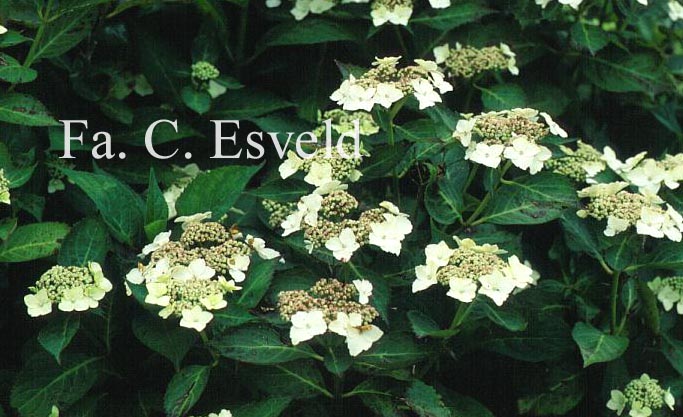 Hydrangea macrophylla 'Tokyo's Delight'