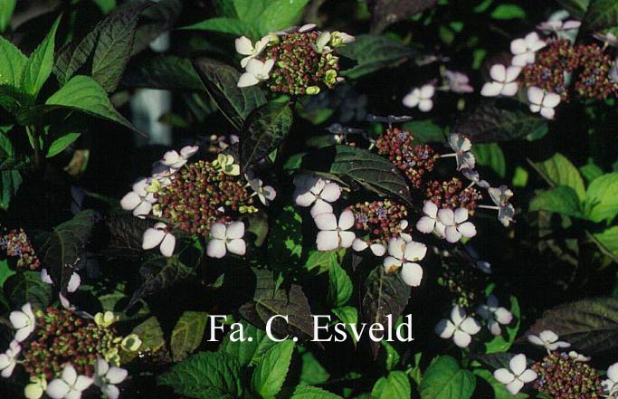 Hydrangea serrata 'Isusai jaku'