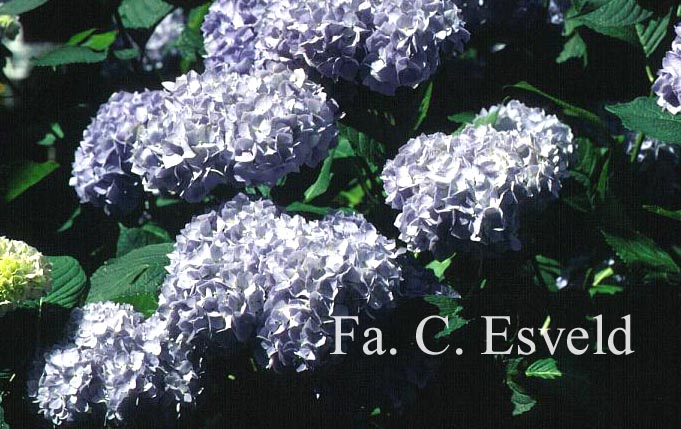 Hydrangea macrophylla 'Generale Vicomtesse de Vibraye'