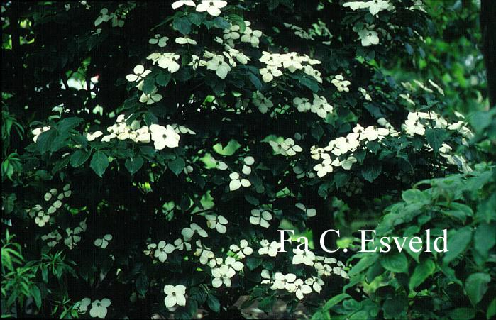 Cornus kousa 'Schmetterling'