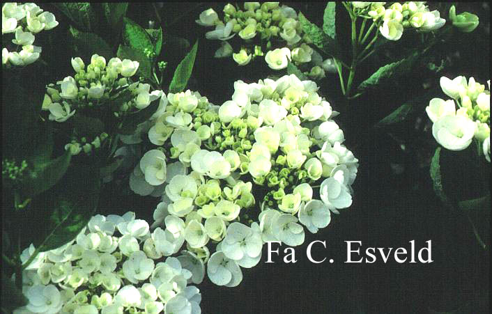 Hydrangea macrophylla 'Holibel' (HOVARIA)