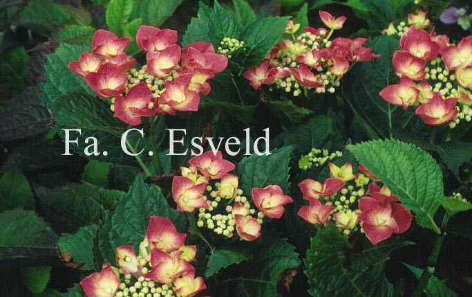 Hydrangea macrophylla 'Fasan' (TWILIGHT)