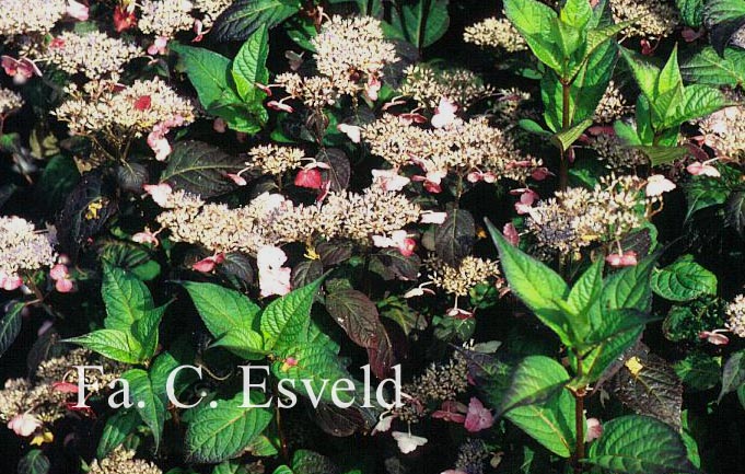 Hydrangea serrata 'Intermedia'