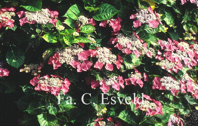 Hydrangea macrophylla 'Bergfink'